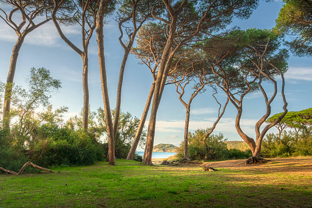 Pineta marittima nel Golfo di Baratti