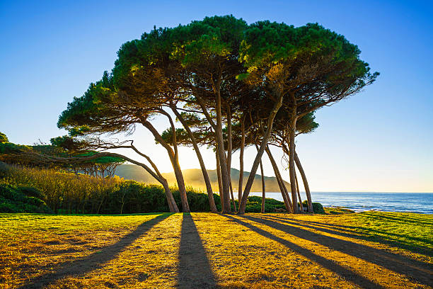Pino marittimo sulla spiaggia di Baratti